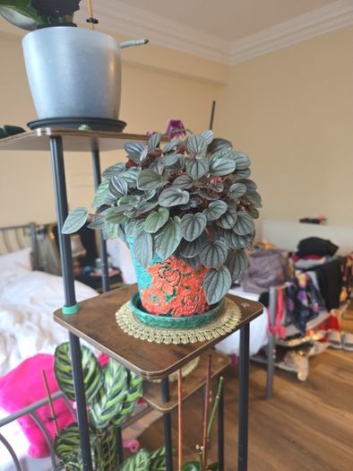 plants