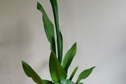 Sansevieria Moonshine plant in white ceramic pot