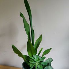 Sansevieria Moonshine plant in white ceramic pot