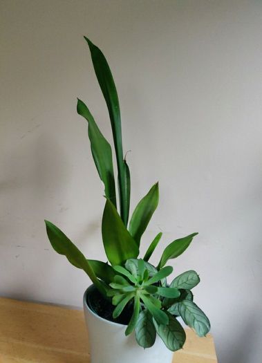 Sansevieria Moonshine plant in white ceramic pot