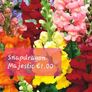 Snapdragon seeds from 1.00 euro per pack Image 10