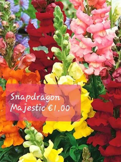 Snapdragon seeds from 1.00 euro per pack