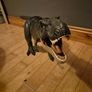 Large Dinosaur Image 2