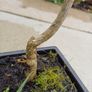 Olive Bonsai trees x 3 Image 6