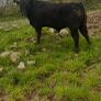 Angus bulls Image 9
