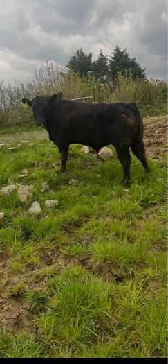 Angus bulls