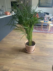 plant house plant terracotta pot with bottom plate