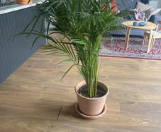 plant house plant