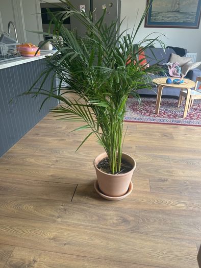 plant house plant terracotta pot with bottom plate