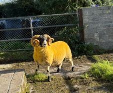 Lanark rams