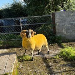 Lanark rams