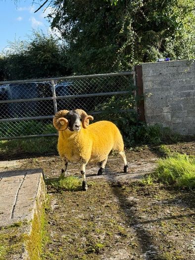 Lanark rams