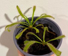 Carnivorous plants(Sundew/Drosera)