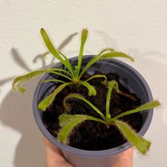 Carnivorous plants(Sundew/Drosera)