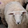 25 ewe lambs Image 2