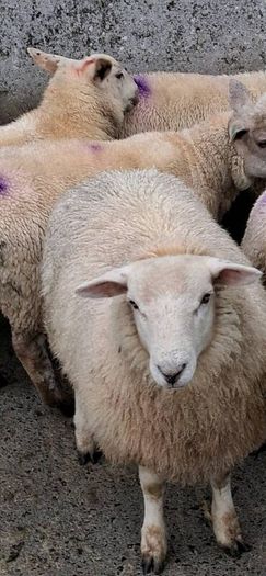 25 ewe lambs