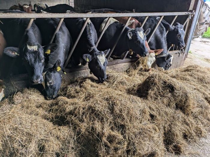 Yearling Heifers