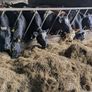 Yearling Heifers Image 3