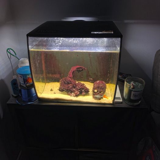 fish tank