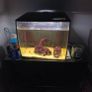 fish tank Image 4