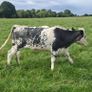 B.B  Heifers Edenderry Mart 19th September Image 10