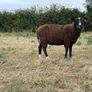 Zwartble Ram Lambs Image 6