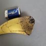 T. rex replica tooth Image 3