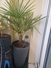Trachycarpus fortunei (Windmill Palm)