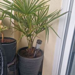 Trachycarpus fortunei (Windmill Palm)