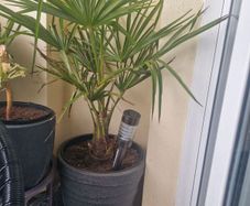 Trachycarpus fortunei (Windmill Palm)
