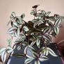 Tradescantia Image 4