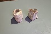 Petrified wood