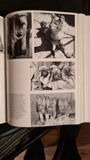 International Zoo Yearbook Volume 18. Edited By P. J. S. Olney. Published By The Zoological Society Of London. First Edition. Hardback With Dustjacket In Very Good Condition.