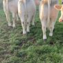 Charolais heifers Image 6
