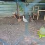 hens Image 2