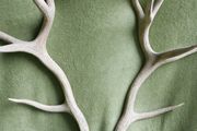 Deer Antlers (30" high)