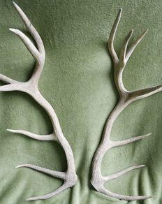Deer Antlers (30" high)