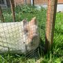 Bunny Adoption Image 4