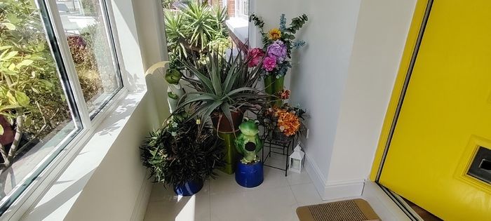 Plants and decorations