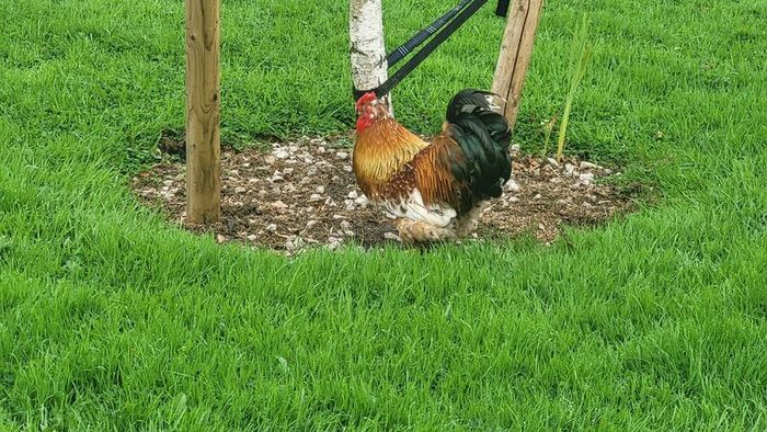 Rooster frizzel feathered