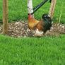 Rooster frizzel feathered Image 3