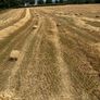 Hay And Straw Small Square Bales Image 3