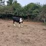 4 and 5 star limousine and Hereford heifers Image 6