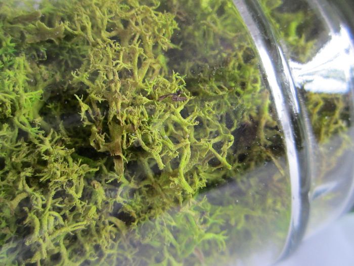Jar of spring Green Reindeer Moss (Lichen)