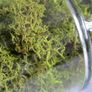 Jar of spring Green Reindeer Moss (Lichen) Image 4