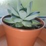 Succulent Plant Image 8