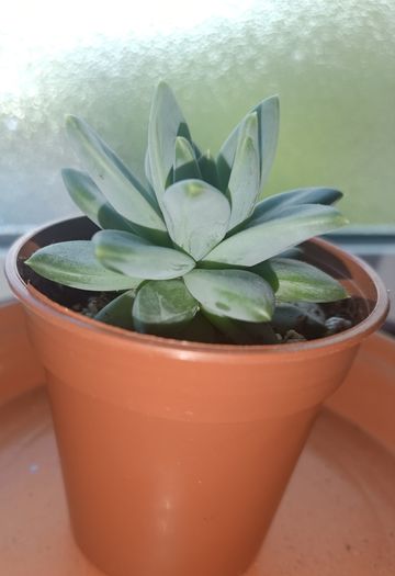 Succulent Plant