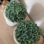 Two pots with faux trees Image 3