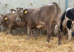 10 Continental Heifers -