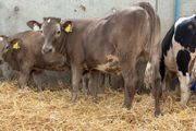 10 Continental Heifers -